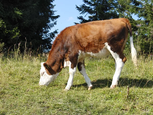 Cow