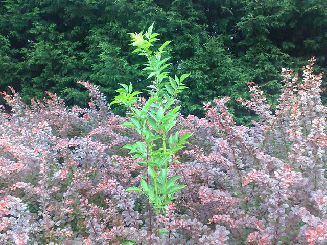 Learn To Live In Minority