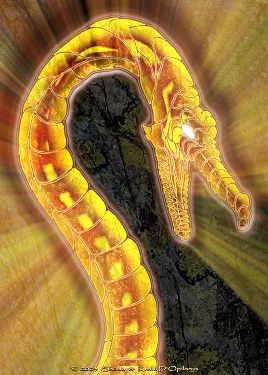 Tryptich of the dragon Ardhran : part three