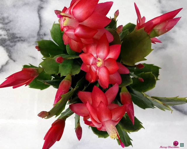 Christmas Cactus