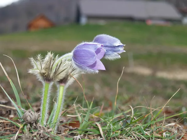 Pulsatilla Grandis Boc Slovenia 02
