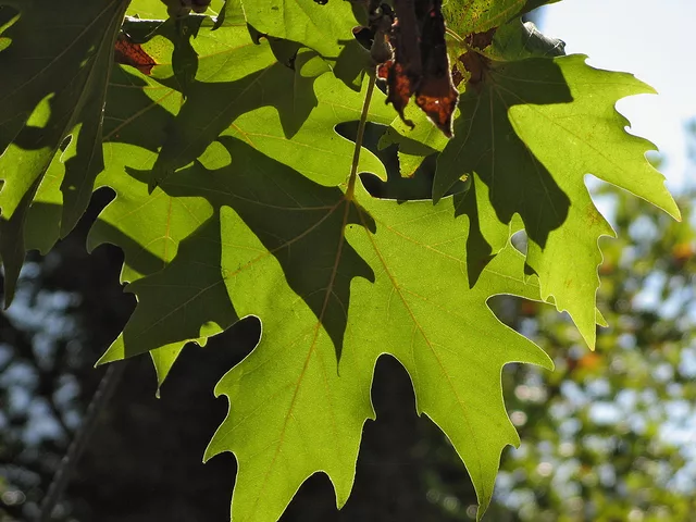 Backlit leaves