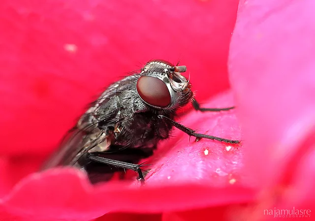 Fly Close-up
