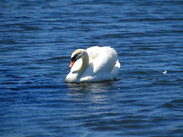 Swan