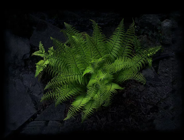 Black Fern