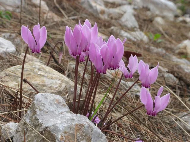 Cyclamens