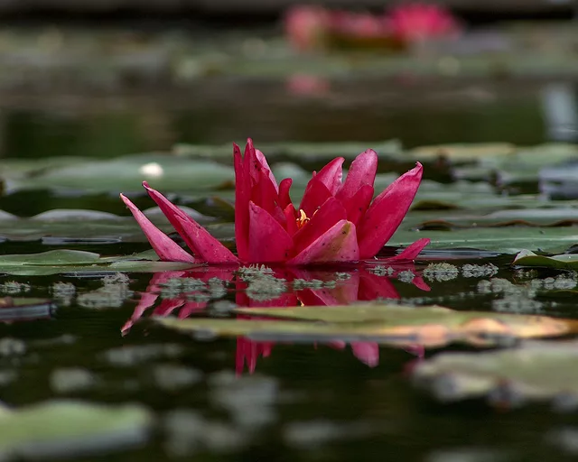 Waterrose Botanic Garden Oxford