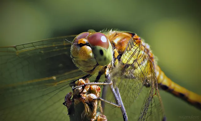Dragonfly close-up
