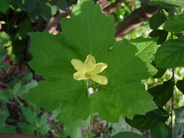 Flower stays in leasfs lap