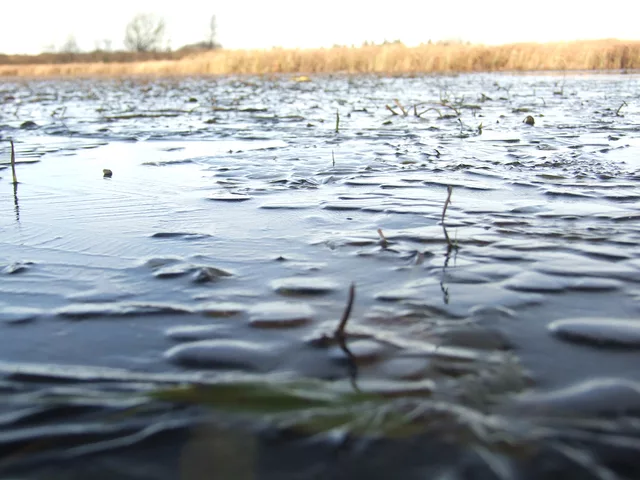 frozen moss by gregor Petrovic