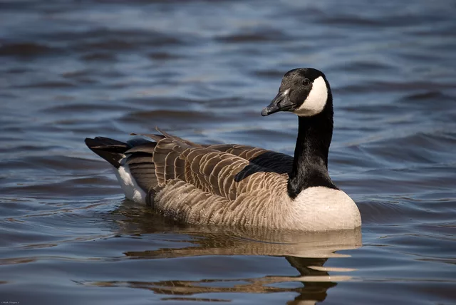 Just cruisin&amp;acute;