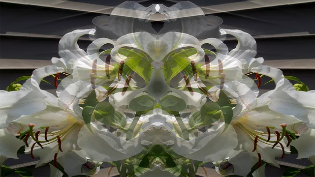 A Lily by Any Other Name