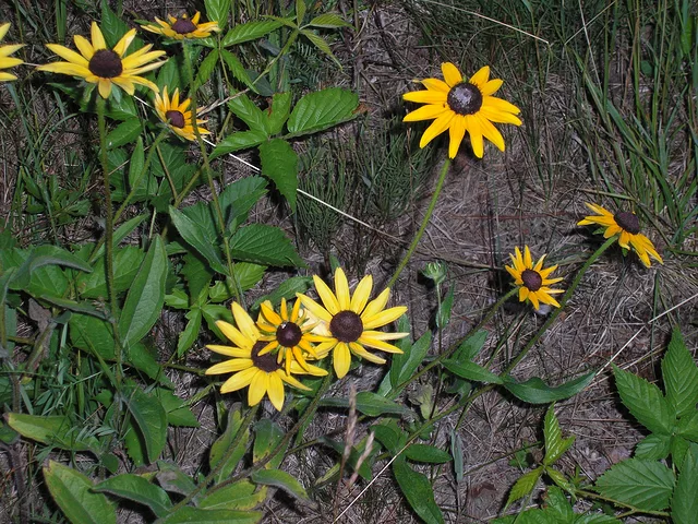 carolle0909Untitled17Aug06A