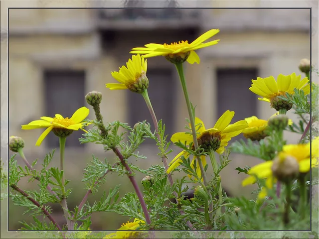 Daisies &amp; Old House