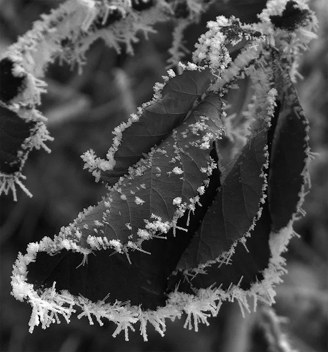 Frozen Leave II