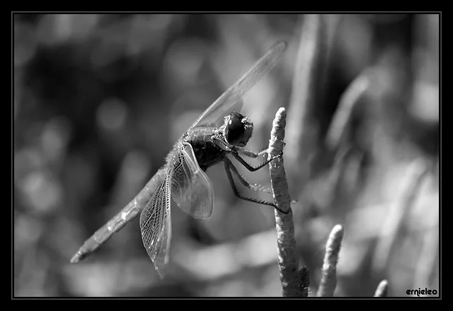 If I Was Bigger..I Would Eat Him