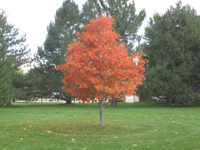 And so it begins........