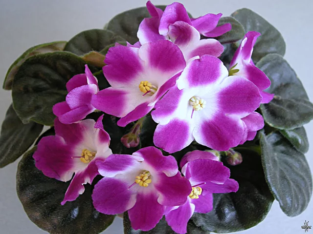 Saintpaulia Silverglade Beads