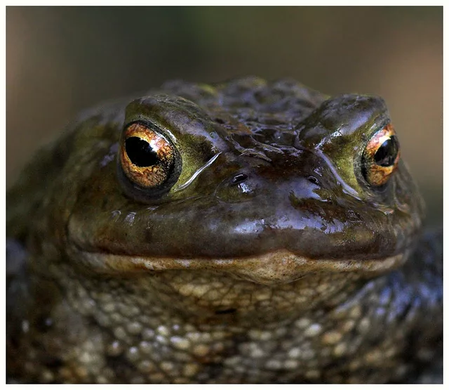 Toad close up