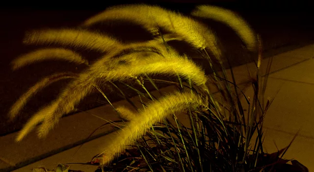 Blowing in the Wind-1