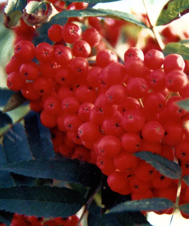 Berries