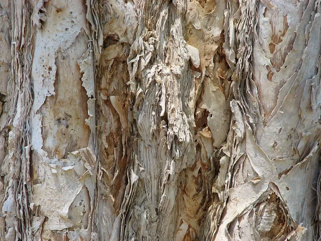 Paper Bark