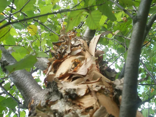 TreeBark