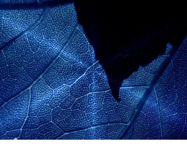 Blue Leaf