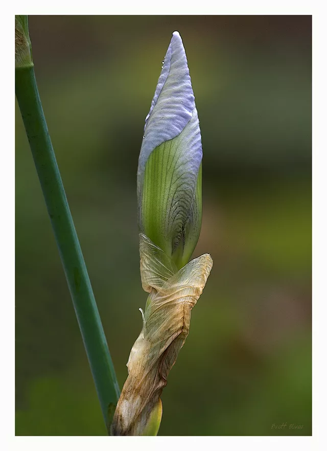 Iris Bud