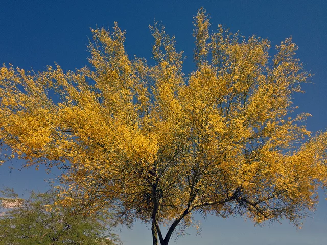Palo Verde Full Bloom