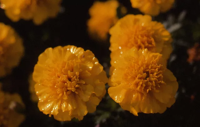 More Marigolds