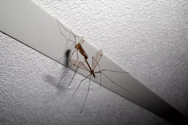 Crane Flies (Tipulidae) mating