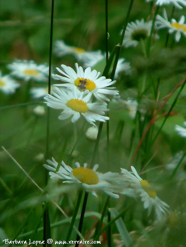 Daisies