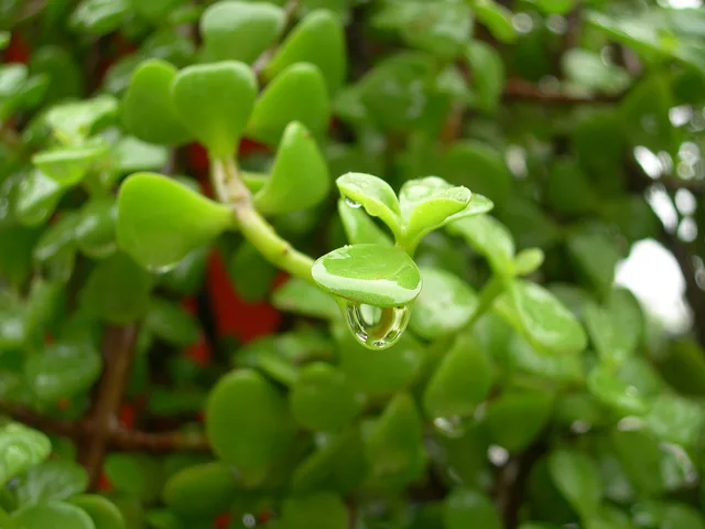 rain...rain...come again