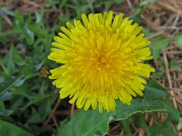 Dandelion