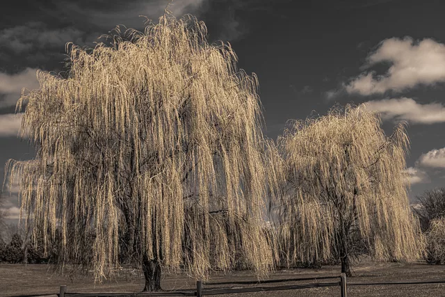 Willow Trees
