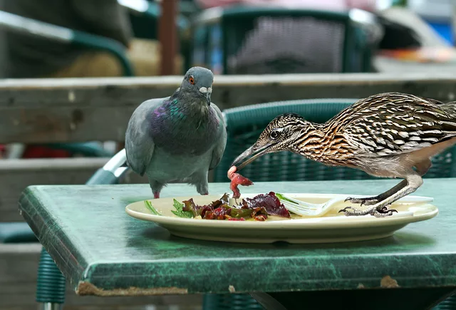 Guess who&amp;acute;s coming to dinner