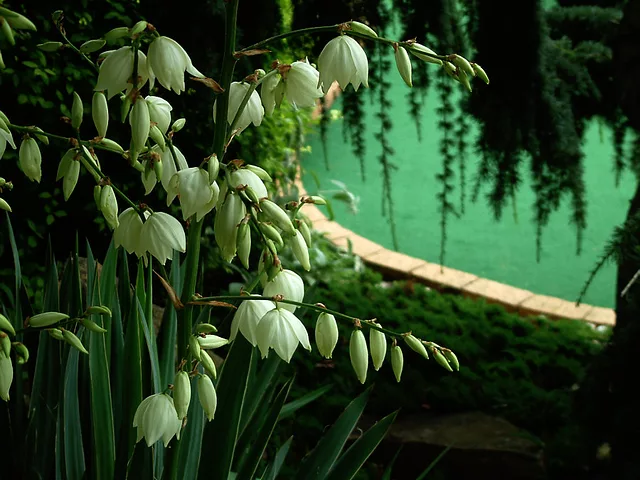 White Flowers