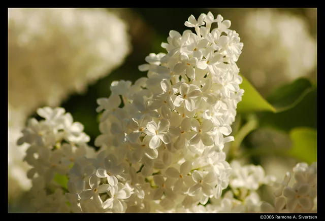 White Lilac