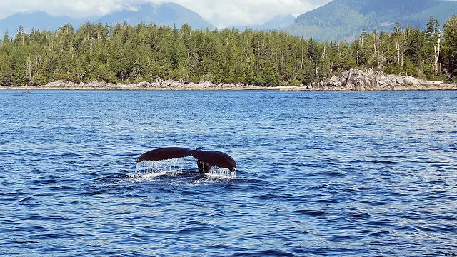 A Whales Tail