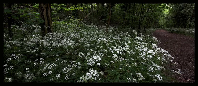 Cow Parsley