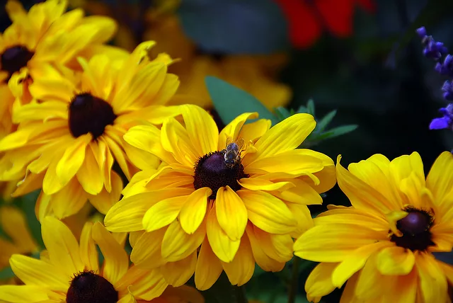 Honey Bee at Bouchard Gardens