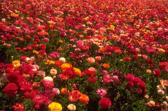 Rose Field