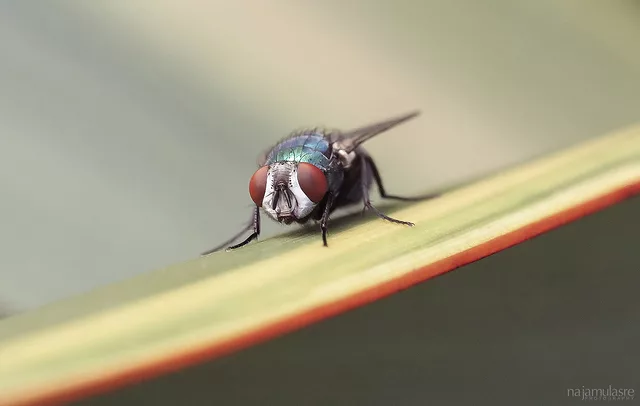 Fly Macro