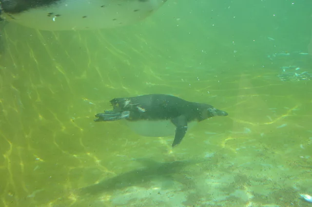 swim little my penguin