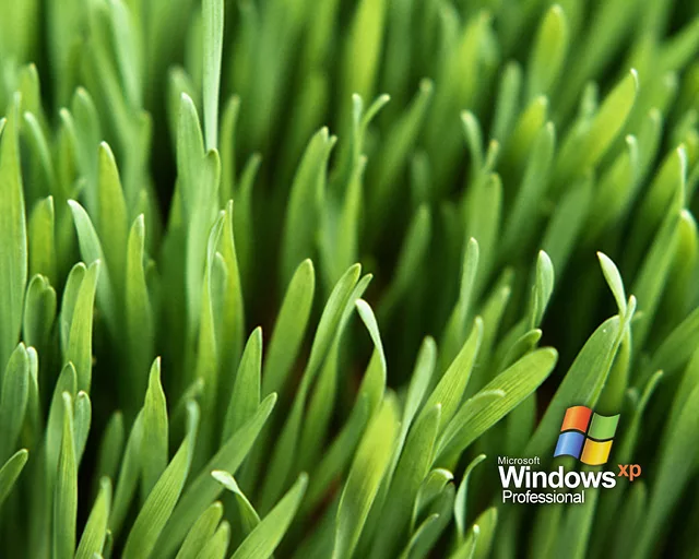 Windows XP Grass