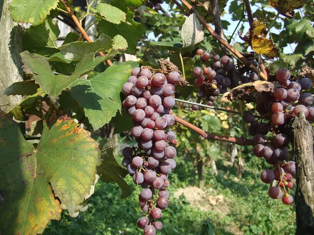 grapes by Gregor Petrovic