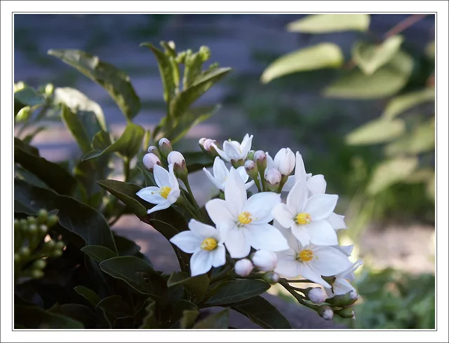 Jasminum