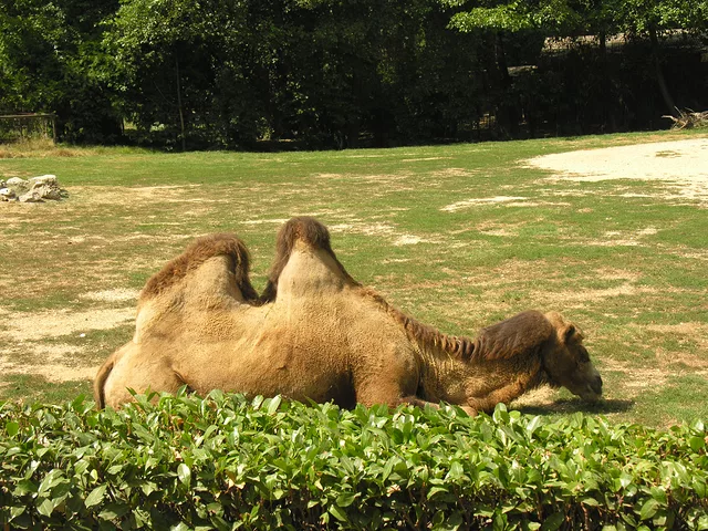 Camel