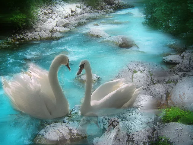 Swans